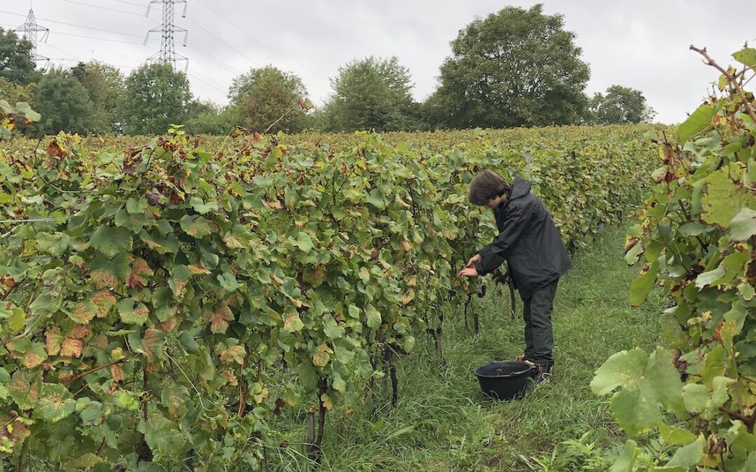 Vendanges à Montguichet